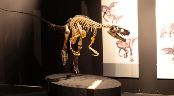 vrei black friday ce zici de niste dinozaurii