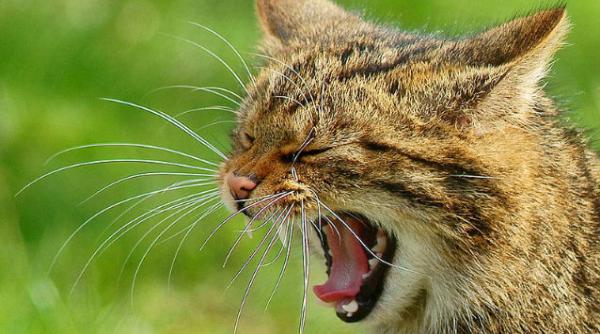 pisicile recunosc comenzile stapanului dar aleg sa nu tina cont de ele studiu