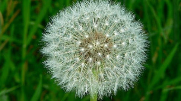 medicii chinezi au extras o papadie care crescut in urechea unui copil