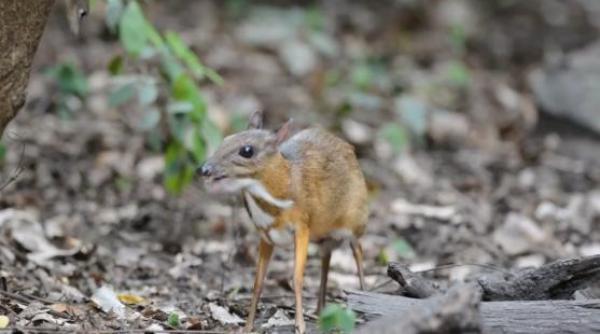 animale despre care nu stiati ca exista kanchil video