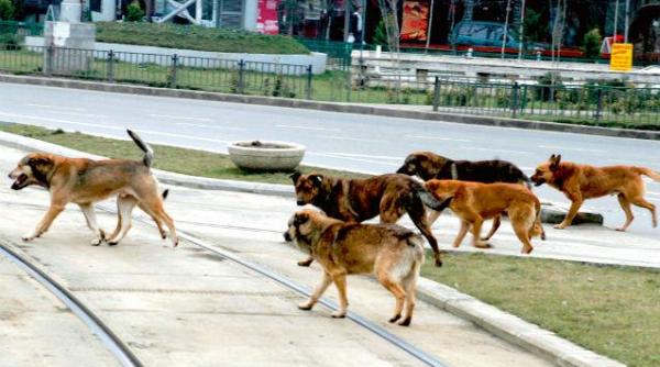 numarul bucure tenilor mu ca i de maidanezi in scadere cu 51 in septembrie noiembrie fa a de intervalul similar din 2012