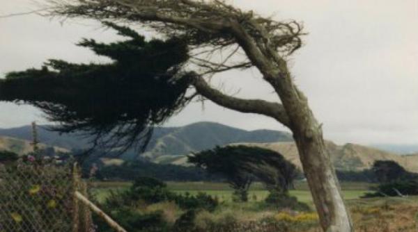 anm a emis cod galben de vant puternic pentru opt judete vezi care sunt zonele vizate