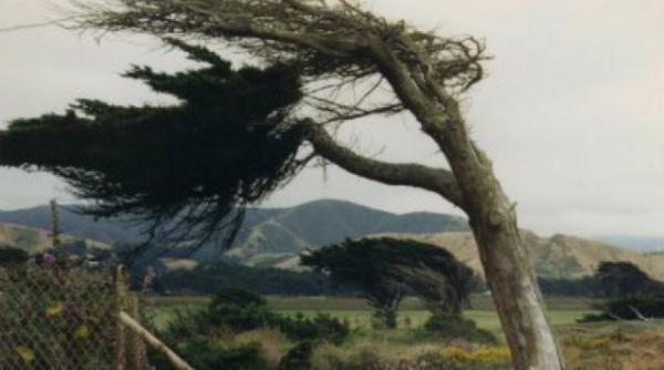 anm a emis cod galben de vant puternic pentru cinci judete vezi care sunt zonele vizate