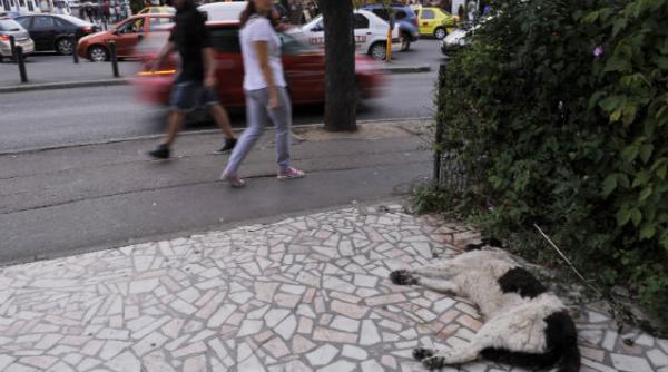 normele metodologice de gestionare a problemei cainilor fara stapan au fost aprobate de guvern