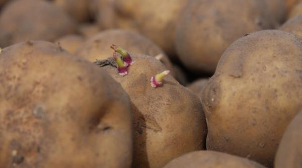 cartofii amflora modificati genetic interzisi in ue