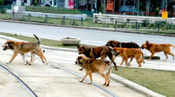 tanara atacata de caini in timp cer se plimba prin mamaia