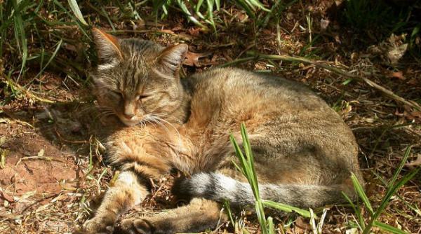 pisicile traiau pe langa oameni inca de acum 5 300 de ani spun cercetatorii