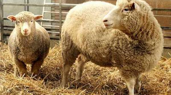 ue reglementeaza clonarea animalelor