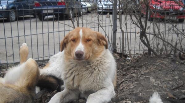 to i cainii care nu sunt de rasa trebuie steriliza i pana in 2015 eutanasierea nu este obligatorie