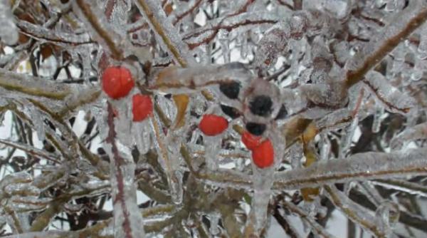 craciun in bezna si frig pe coasta de est a americii 500 000 de case ramase fara curent electric