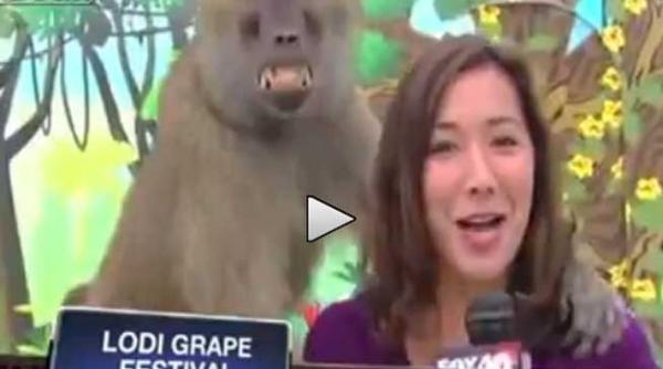 video cele mai haioase balbe in direct la televiziune din 2013