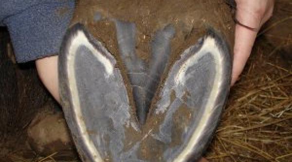 descoperire macabra un craniu si 200 de copite de cai descoperite de autoritati pe malul raului siret