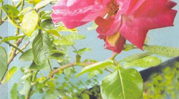 acea parte din viata noastra acea parte din tineretea noastra