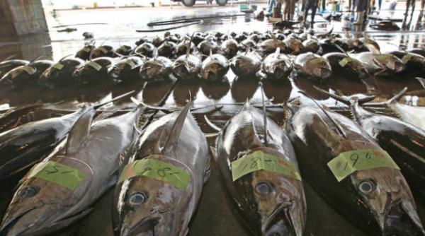 nivel radioactiv de peste 100 de ori mai mare la pestii pescuiti langa fukushima