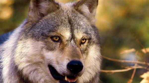 o batrana din arges a fost muscata de un lup in propria gospodarie