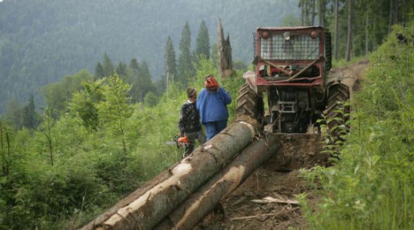 producatorii de mobila vor avea prioritate la achizitia de masa lemnoasa