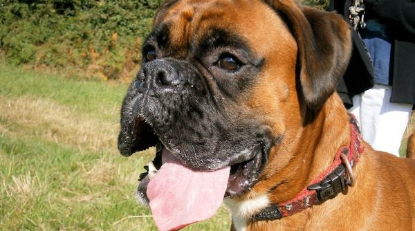 daca nu filma nu l credea nimeni cum si a pierdut un barbat slujba din cauza cainelui video