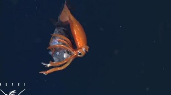 cum omoara un calmar o prada de doua ori mai mare ca el batalia s a dat la o adancime de 450 de metri in ocean video