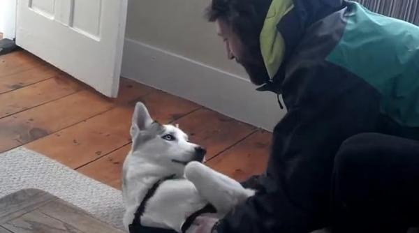 dialog incredibil intre un husky si stapanul sau cainele spune nu cand e trimis in cusca video