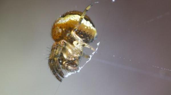 nebunie strategia mortala a unui paianjen la vanatoare video