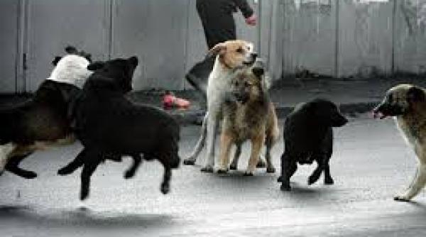 tanara atacata de o haita de caini in fata universitatii de vest din timisoara