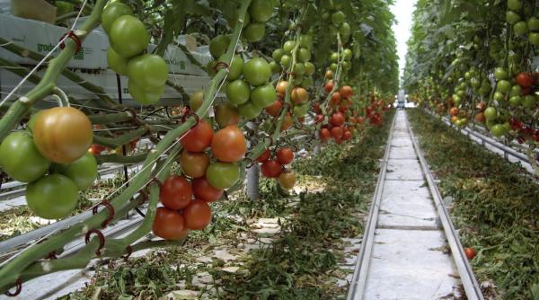 pro agro pretul legumelor romanesti va creste cu 50 din cauza scumpirii gigacaloriei