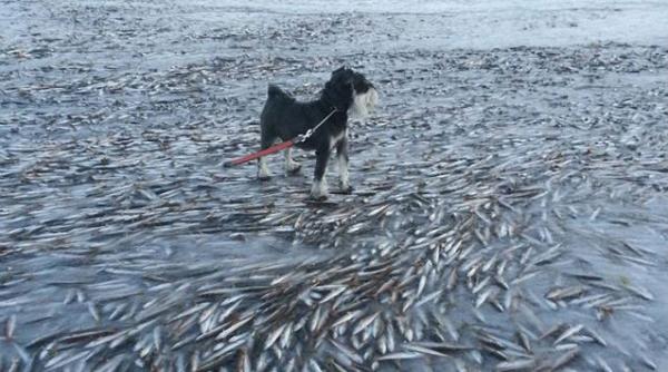 pesti inghetati apa norvegia