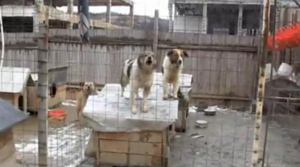 targ de maidanezi la drobeta turnu severin