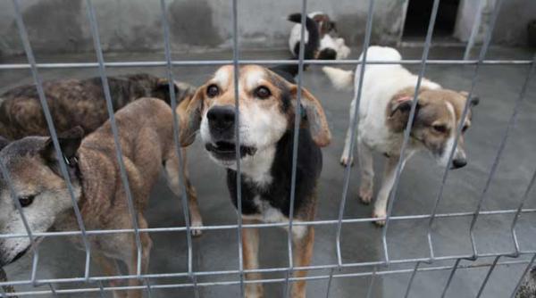 aspa alte 1600 de locuri pentru cainii fara stapan