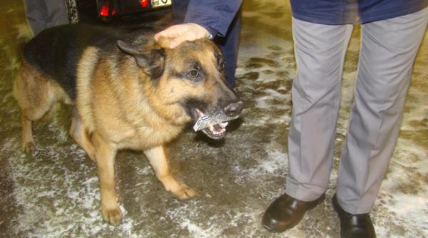 pentru infractori o surpriza mica de la micax cainele politistilor de frontiera ce a descoperit 23 000 de tigarete nedeclarate