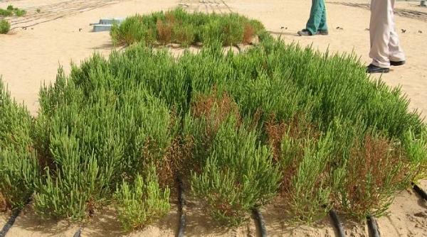 cea mare descoperire din domeniul energiei neconventionale care poate schimba lumea