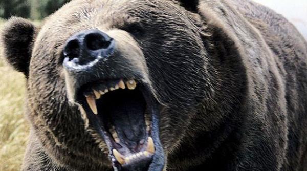 ursul care a atacat la cabana padina era turbat