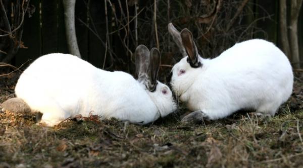 profit afacere iepuri