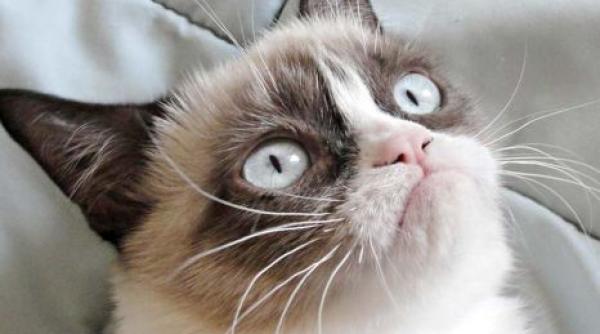 un barbat din franta a fost condamnat la un an de inchisoare cu executare pentru ca maltratat o pisica