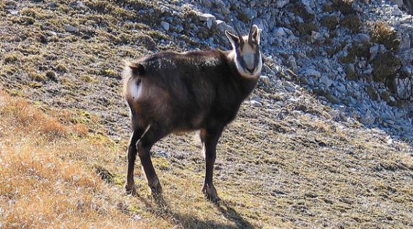 capra neagra nu mai este monument al naturii in romania
