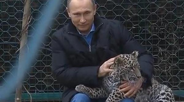 putin leopard