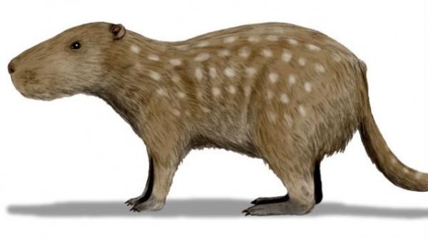 sobolani evolutie dimensiuni