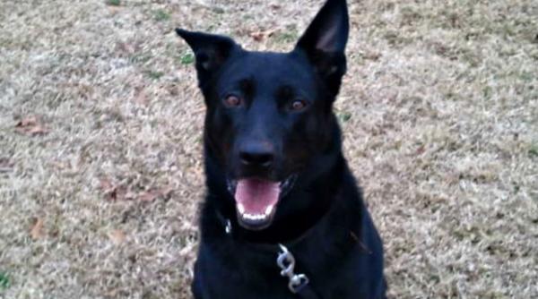 canie politist concediat pentru ca e lenes si distrat politistii vor banii dati pe caine inapoi