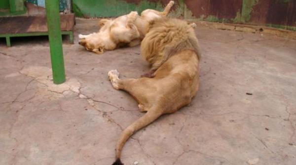 sucevean leoaica zoo radauti