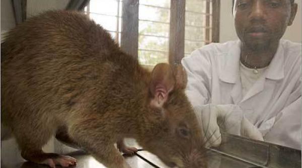 livescience planeta ar putea sa le ramana sobolanilor animalele cu cele mai mari sanse de a rezista unui eveniment apocaliptic