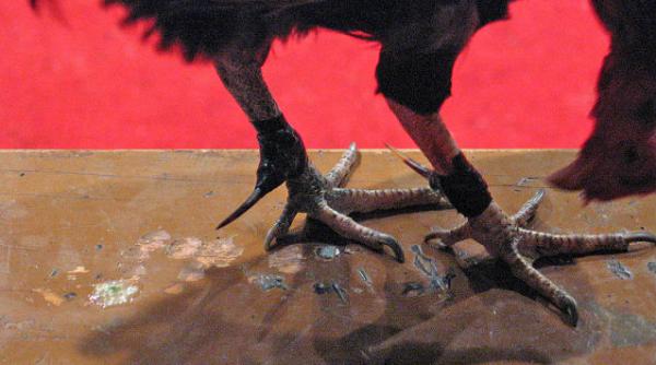 mii de cocosi de lupta recuperati din new york ce a presupus operatiunea angry birds