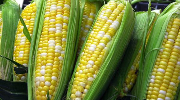 porumb modificat genetic 1507 romania