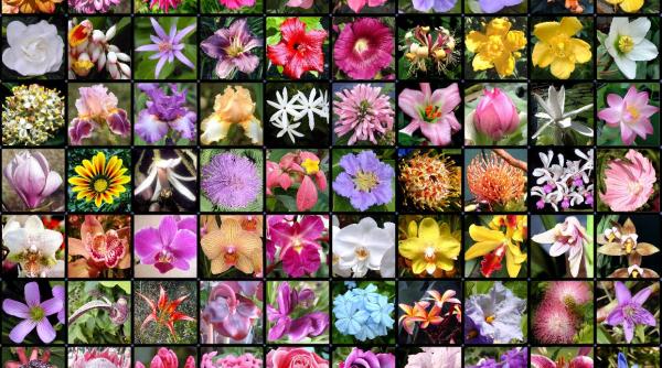 horoscopul florilor un zodiac creat anume pentru femei