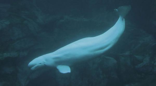 balene arctice infectate cu un parazit al pisicilor domestice