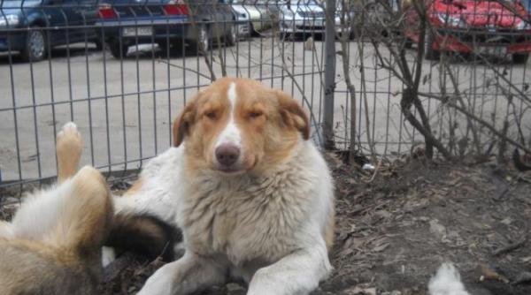 cel mai bun prieten al omului ne face mai sociabili