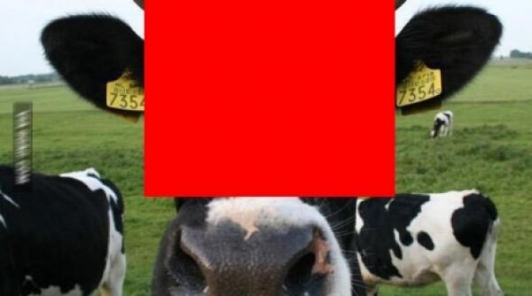 o imagine amuzanta care te va duce sigur cu gandul la iubire daca esti perspicace