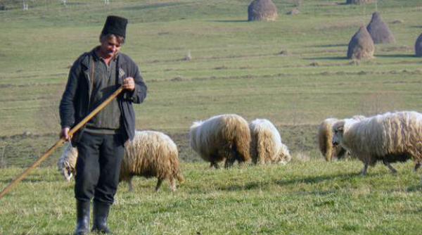 descoperire macabra facuta la cluj un picior uman a fost gasit de cainii maidanezi