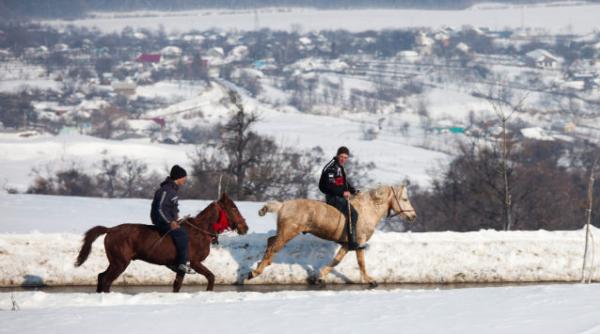 zeci de cai descoperiti de politisti la persoane suspectate de furturi de animale