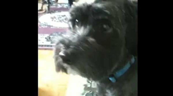 video cum reactioneaza un catelus cand este intrebat daca ii place pizza