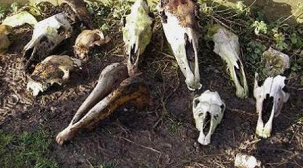 craniile si copitele a 120 de cai descoperite pe un camp din brasov